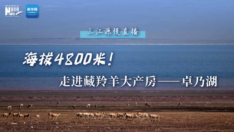 大美中國(guó)｜海拔4800米！走進(jìn)藏羚羊大產(chǎn)房——卓乃湖