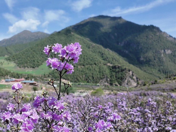 青?；ブ憾霹N花開(kāi)映高山 ??