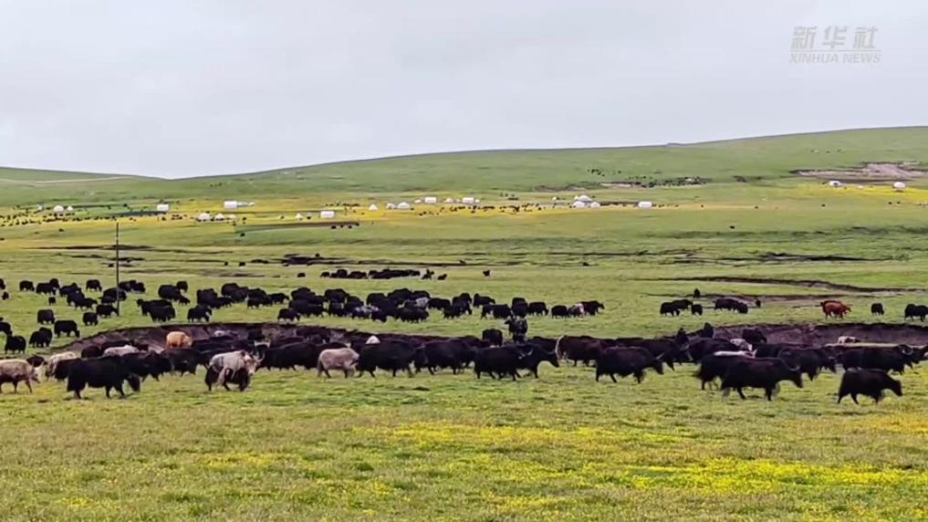 青海：河曲草原開(kāi)啟游牧轉(zhuǎn)場(chǎng)