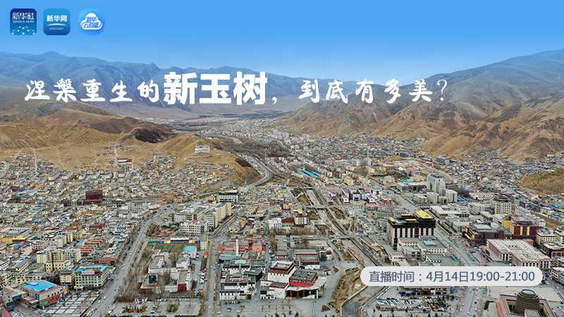 涅槃重生的新玉樹，到底有多美？