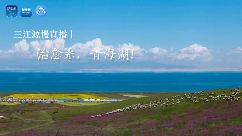 三江源慢直播丨治愈系，青海湖！
