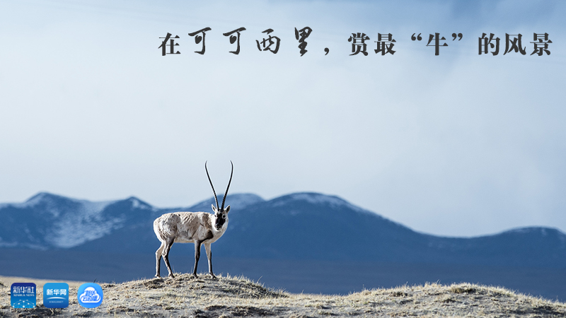 三江源慢直播丨在可可西里，賞最&ldquo;牛&rdquo;的美景