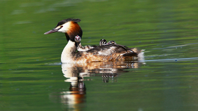 超有愛(ài)！看西寧北川河濕地公園鳳頭??花樣&ldquo;遛娃&rdquo;