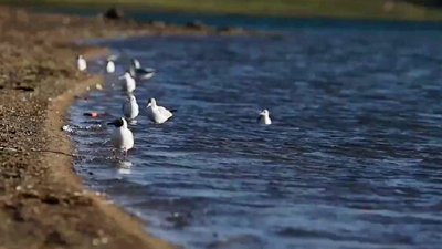 世界野生動(dòng)植物日，帶您到青藏高原領(lǐng)略&ldquo;野生動(dòng)物家園&rdquo;