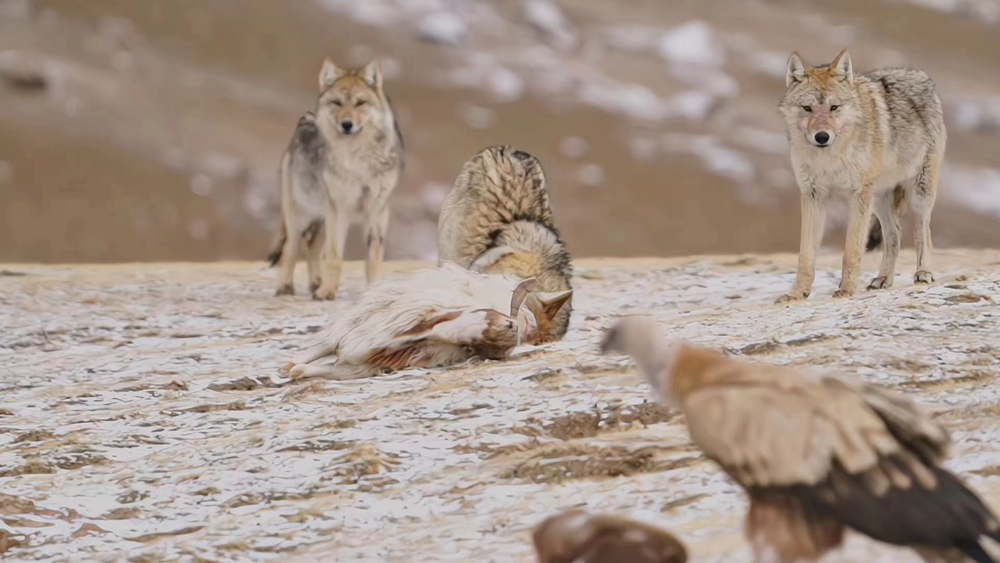 青海都蘭：狼群進(jìn)食 野性滿(mǎn)滿(mǎn)