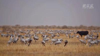 壯觀！遷徙灰鶴&ldquo;備降&rdquo;青海都蘭