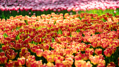 顏值爆表！青海西寧開啟&ldquo;花城&rdquo;模式